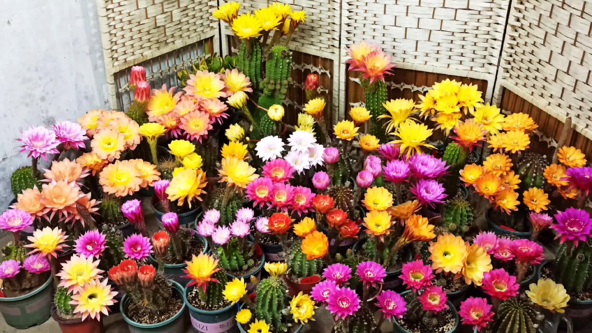 彩草仙人球又集中绽放了!美中不足就是时间太短!