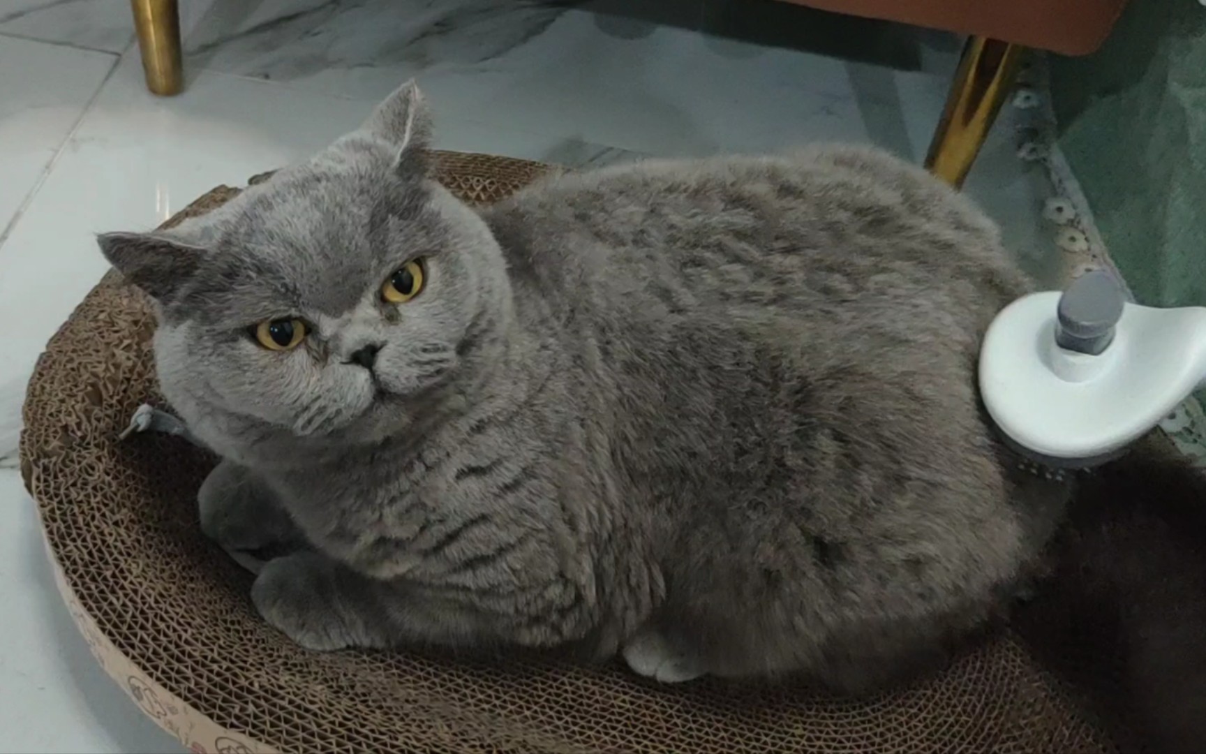 蓝猫一梳毛就发火,什么梳都不行!