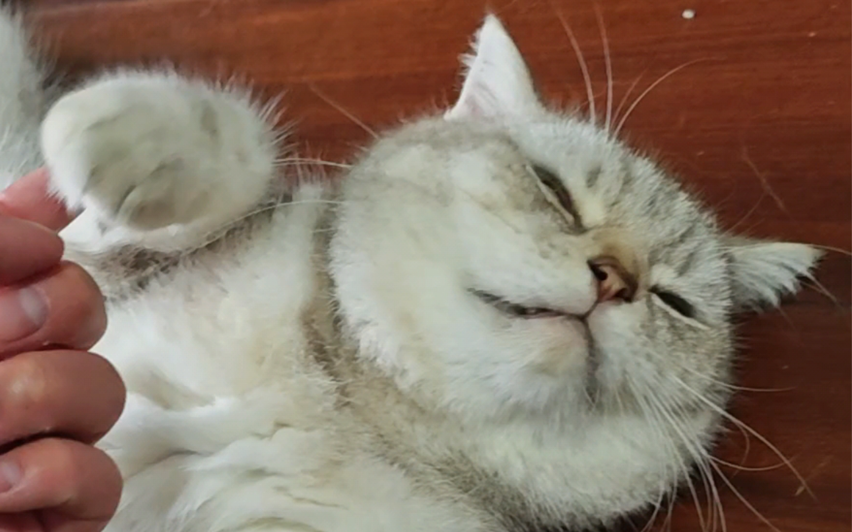 猫咪睡觉真可爱