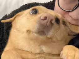 狗狗耳朵真好吃