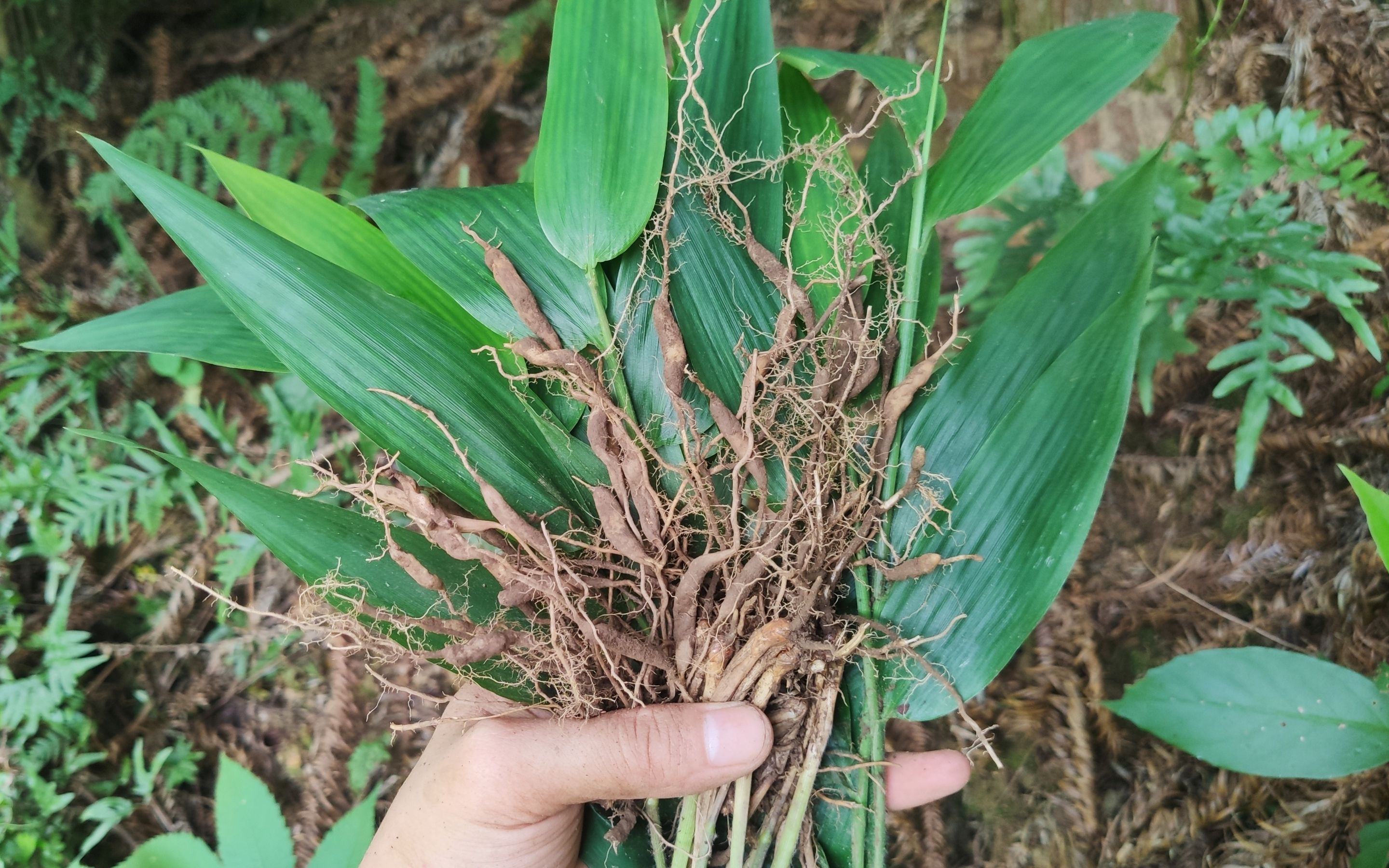 夏天必备凉茶像极了竹子却是一株草作用很多大家认识吗