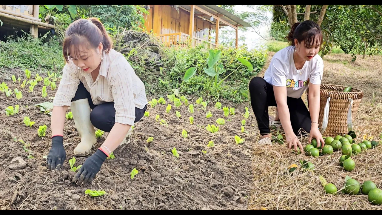 黄妹妹这样大敦子女孩农村独居,开荒种地干活,还摘果子背着换钱哔哩哔哩bilibili