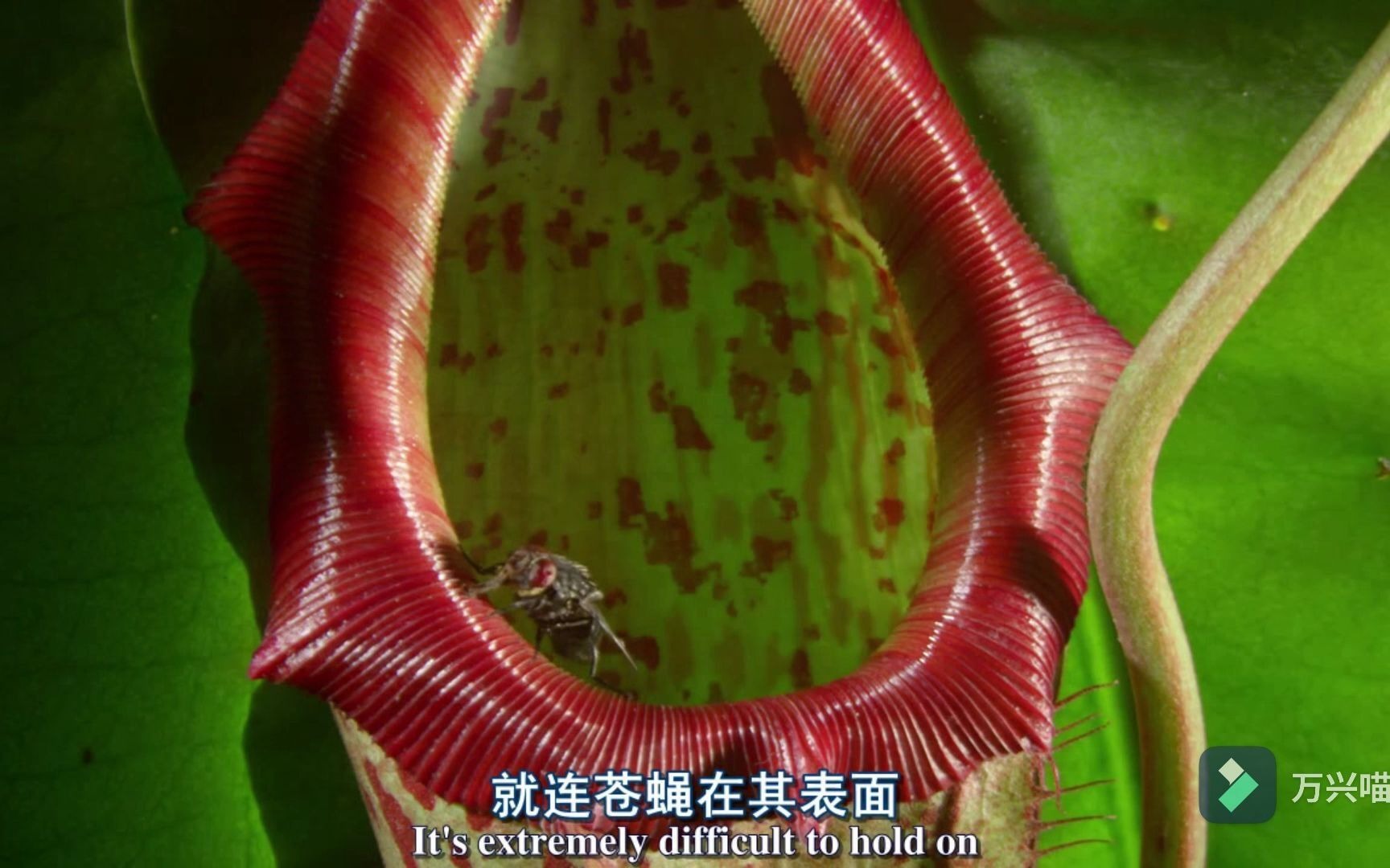 [图]【植物王国】--食虫植物--猪笼草。