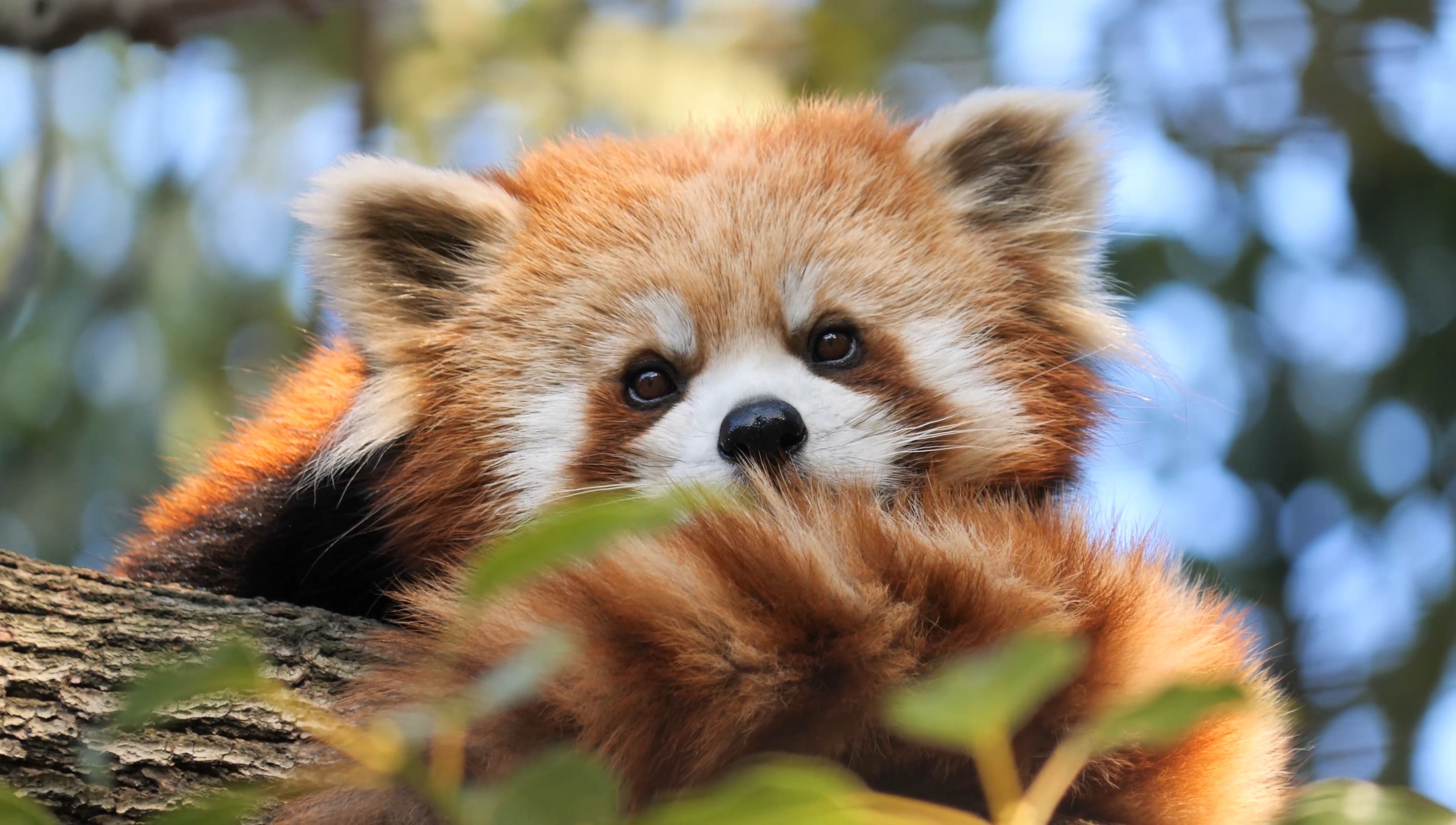 夕阳下刚睡醒的金色小布丁【小熊猫】