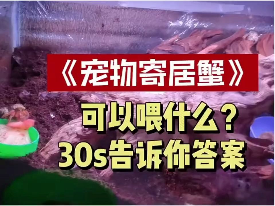 寄居蟹喜欢吃什么?吃得好才能养得好呀哔哩哔哩bilibili