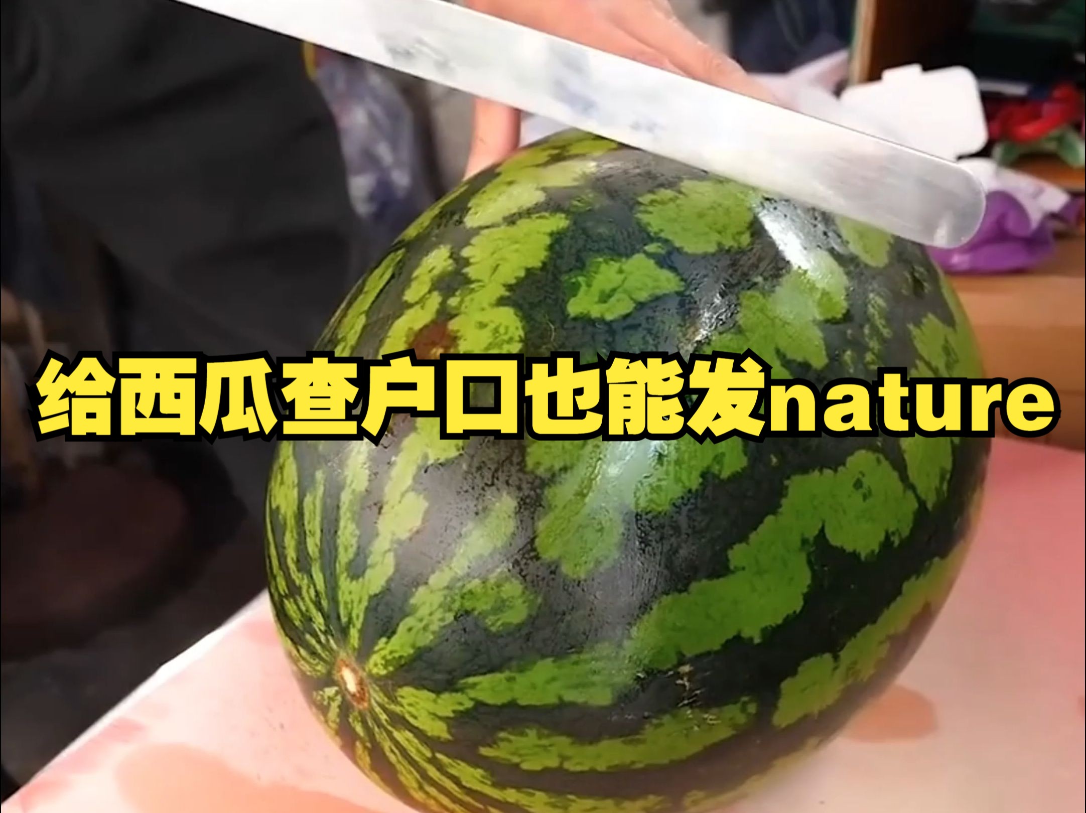 给西瓜查户口也能发nature 北大农学院上演科研版“吃瓜”哔哩哔哩bilibili