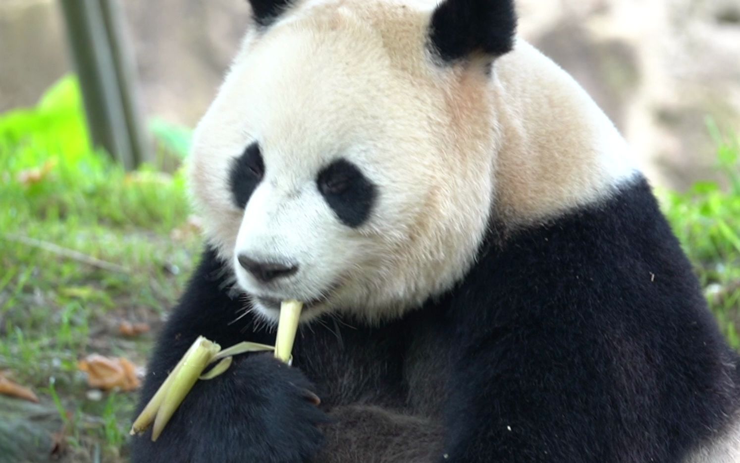 【大熊猫禄禄】吃竹笋,边吃边听动静