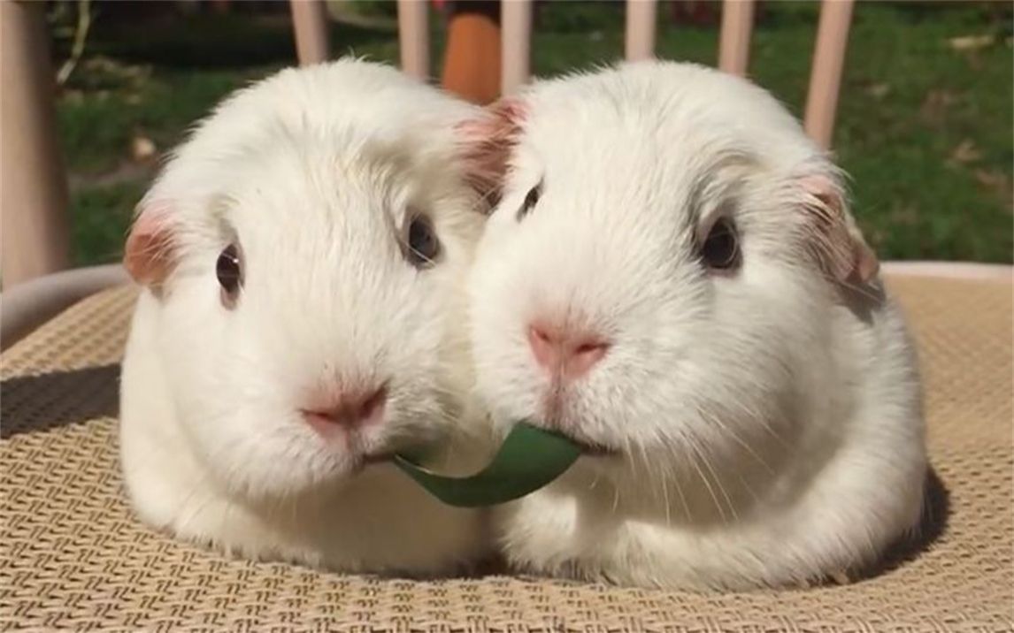 两只豚鼠同吃一根草,谁也不让谁,结局令人爆笑!