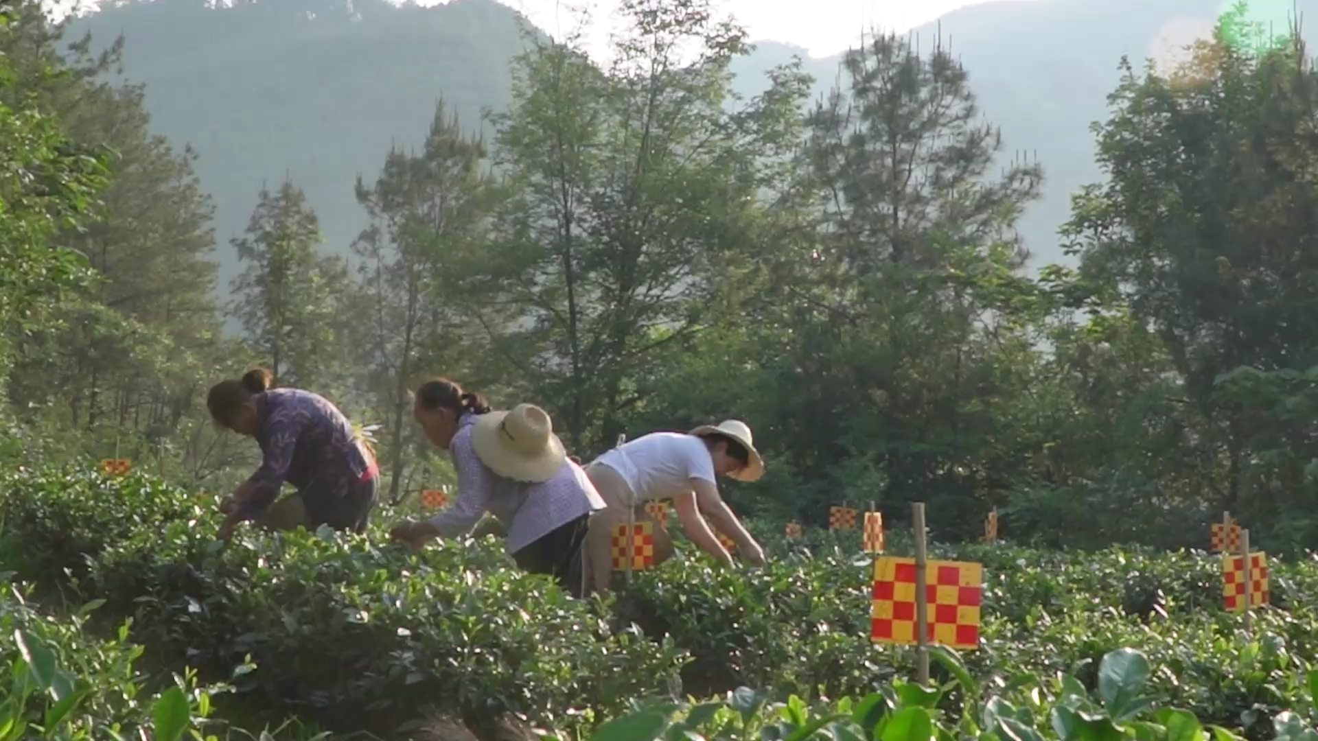 [图]万州新乡涌湖茶叶非遗纪录片《茶乡艺韵》