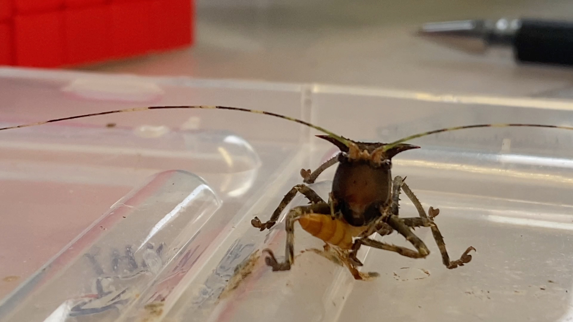 活动  天狗螽斯捕食面包虫