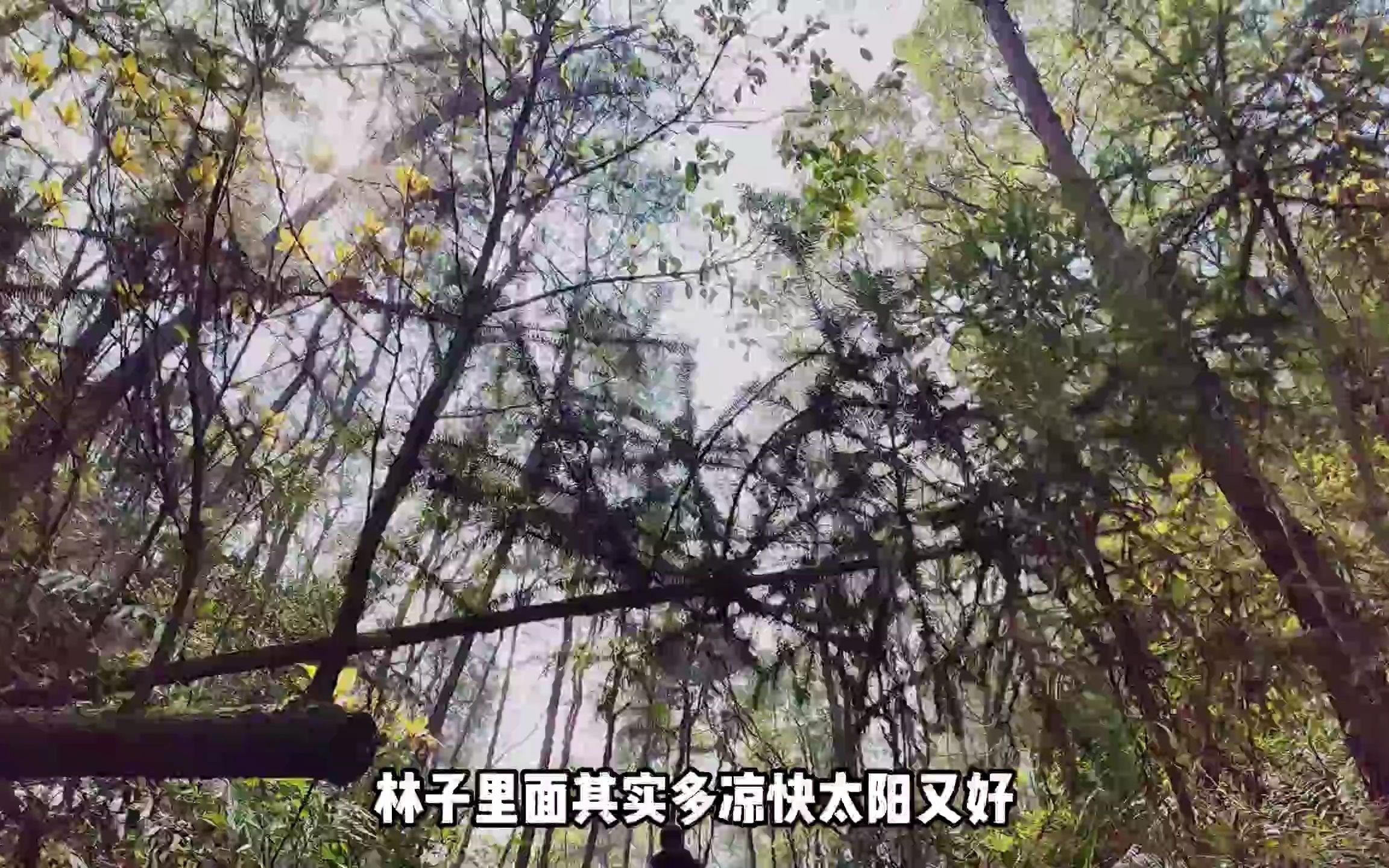 来看看重庆主城最高峰,春天岭(681米)哔哩哔哩bilibili