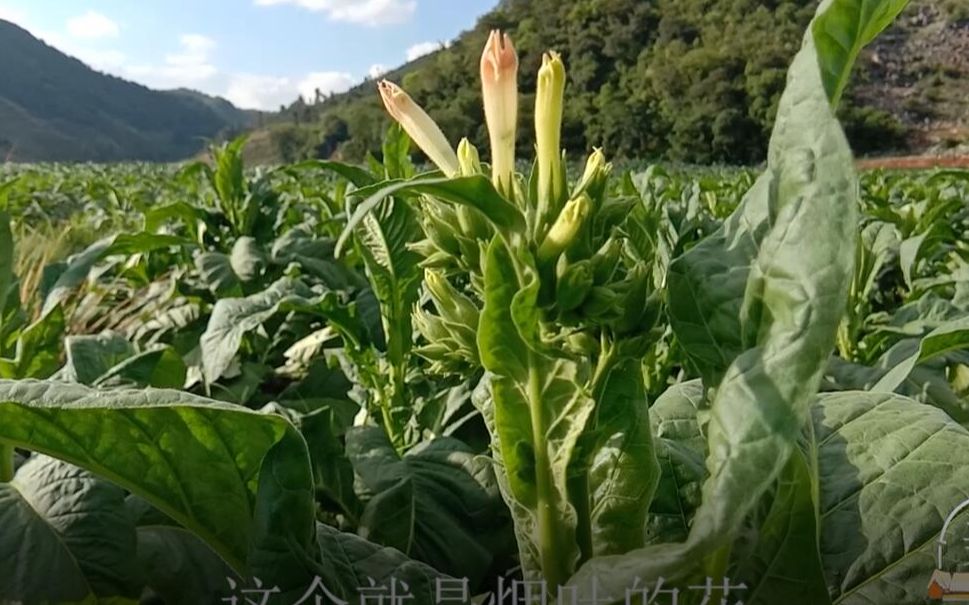 农村种植烤烟,拿到收购点究竟是卖多少钱一斤呢,能发财致富吗?在农村种植烤烟也是一种经济来源哔哩哔哩bilibili