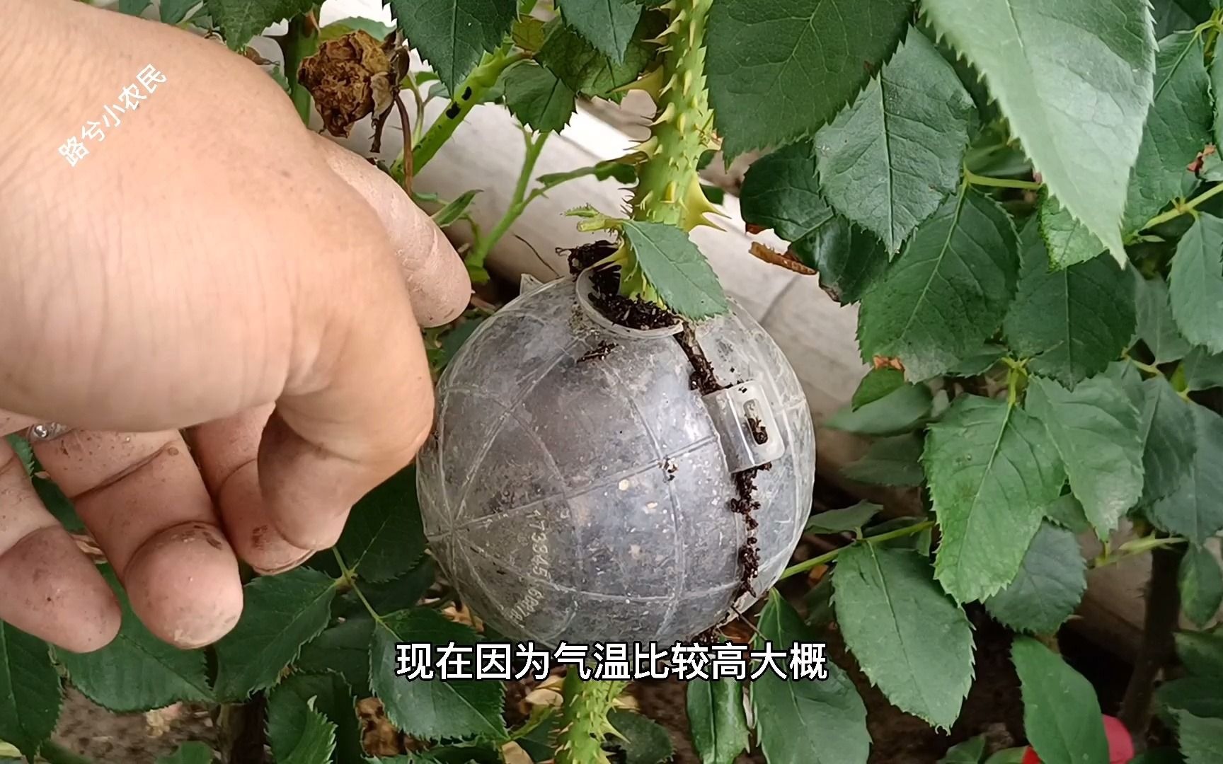 夏天也可以高压法生根方法非常简单大家可以尝试一下