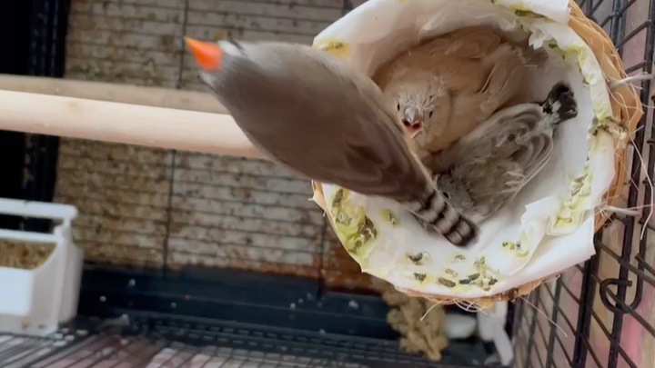 珍珠鸟妈妈喂雏鸟