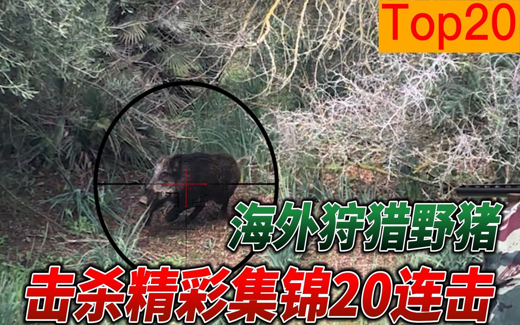 盘点20个海外狩猎野猪的精彩集锦,野猪速度太快,几乎都是移动靶哔哩哔哩bilibili