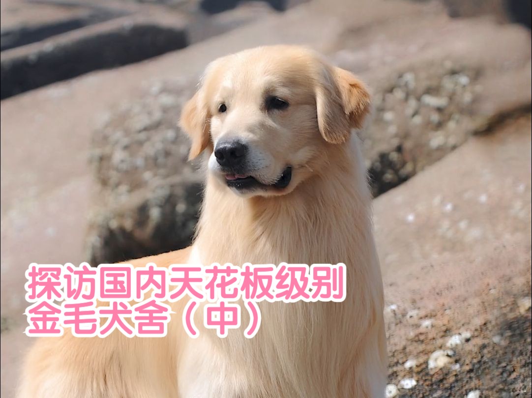 探访国内天花板级别金毛犬舍大佬【海润金毛】(中)哔哩哔哩bilibili