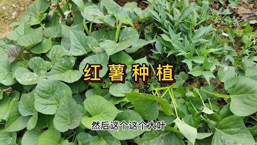 红薯如何种植哔哩哔哩bilibili