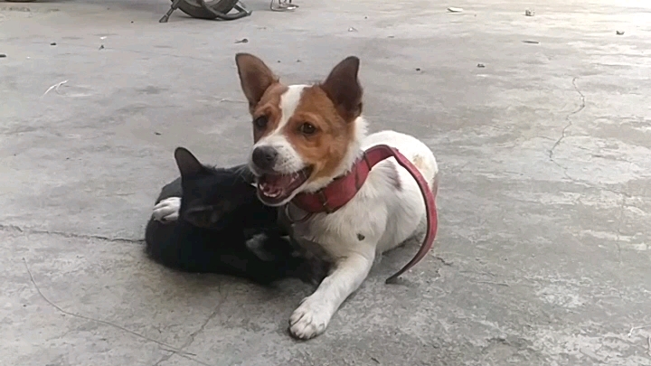 两小只打打闹闹