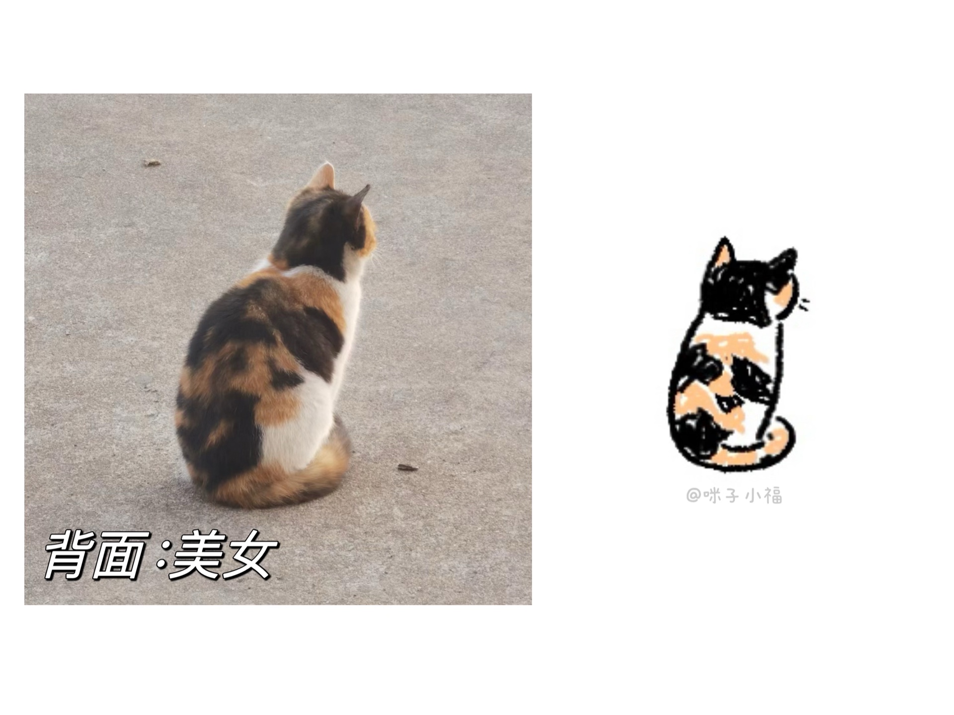 画了个猫meme(图文版)哔哩哔哩bilibili