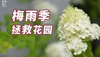 园丁小饭 梅雨季的小花园 也有好风景哟 哔哩哔哩 Bilibili