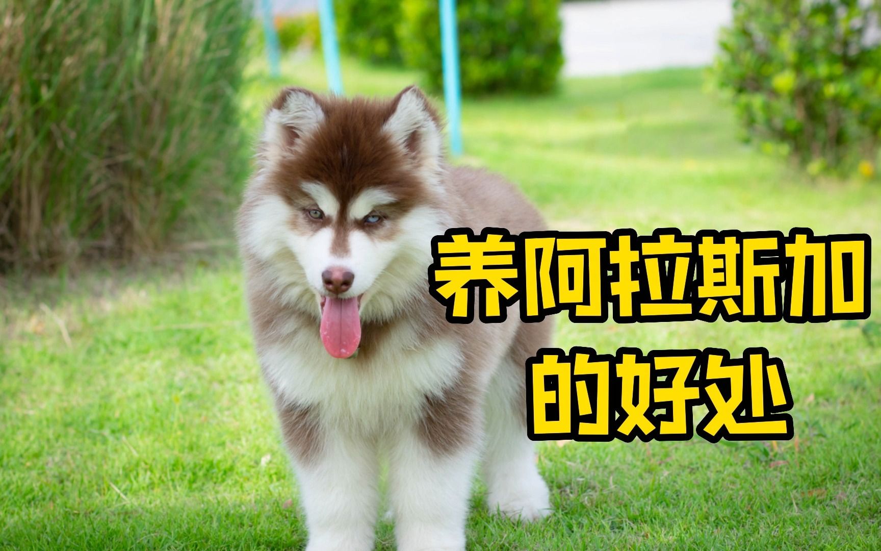 养阿拉斯加犬的好处,谁养谁知道!哔哩哔哩bilibili