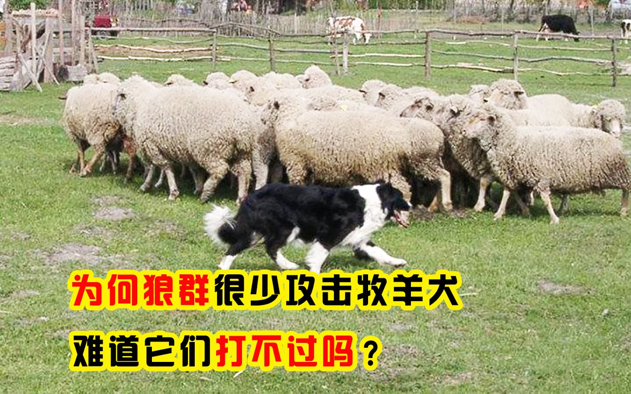 [图]为什么狼不敢攻击，有牧羊犬保护的羊群？难道群狼难敌一条狗？