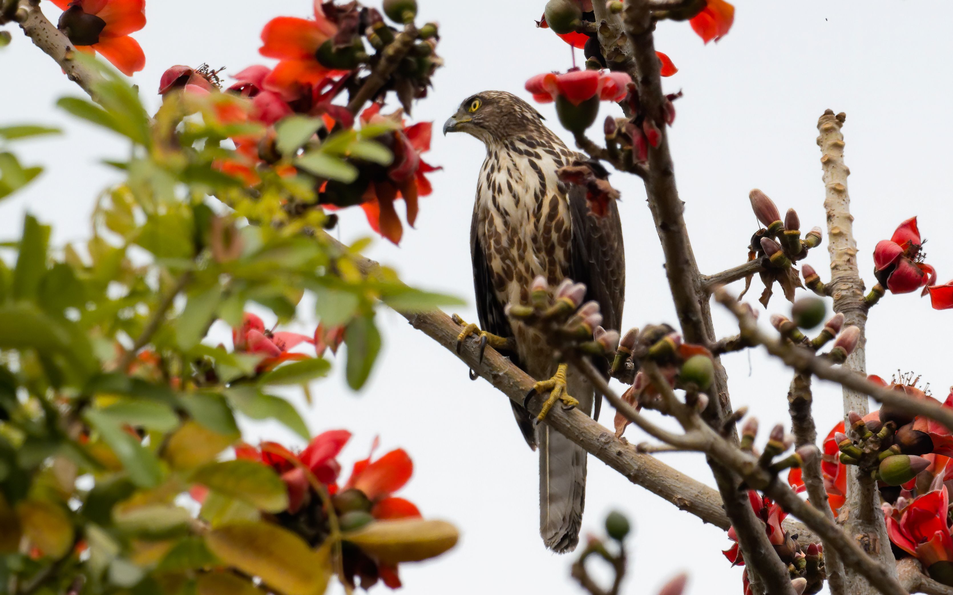 凤头鹰与红绵花