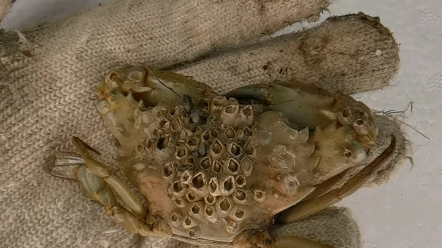 小小螃蟹身上竟然长满藤壶,帮它清理藤壶,好解压