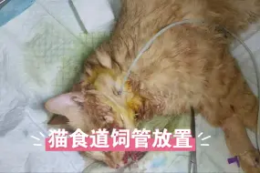 Download Video: 全口拔牙猫的食道饲管放置流程，适用于大部分无法进食的犬猫（食道后端疾病除外）