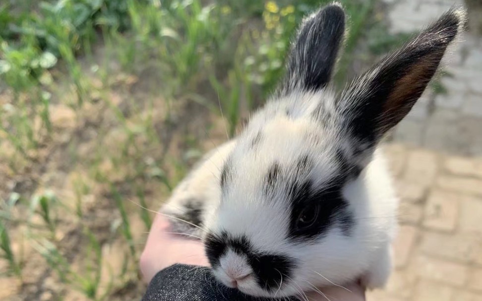 奶奶家的小花兔