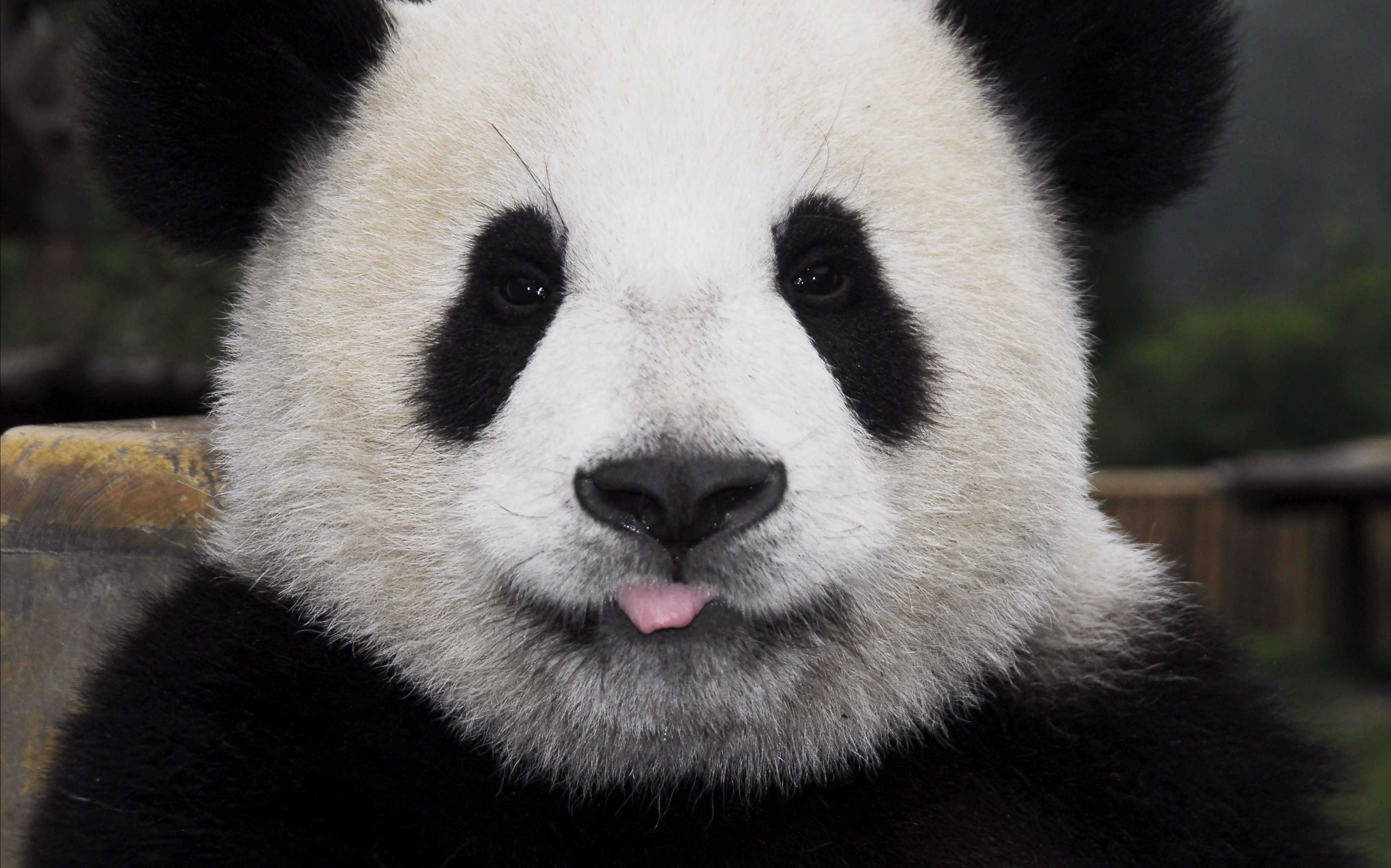 【旅日大熊猫真真产仔】仙女真真生完孩子开心刁着孩子的打滚～中国大