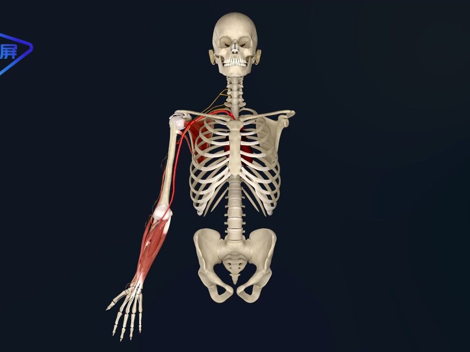 [human anatomy] radial nerve 【人体解剖】桡神经