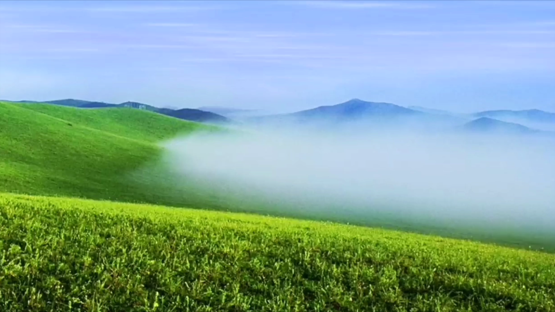 [图]草原上的的花