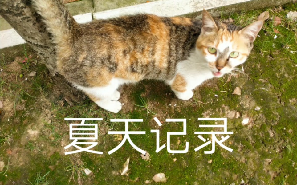 夏天猫咪表情包