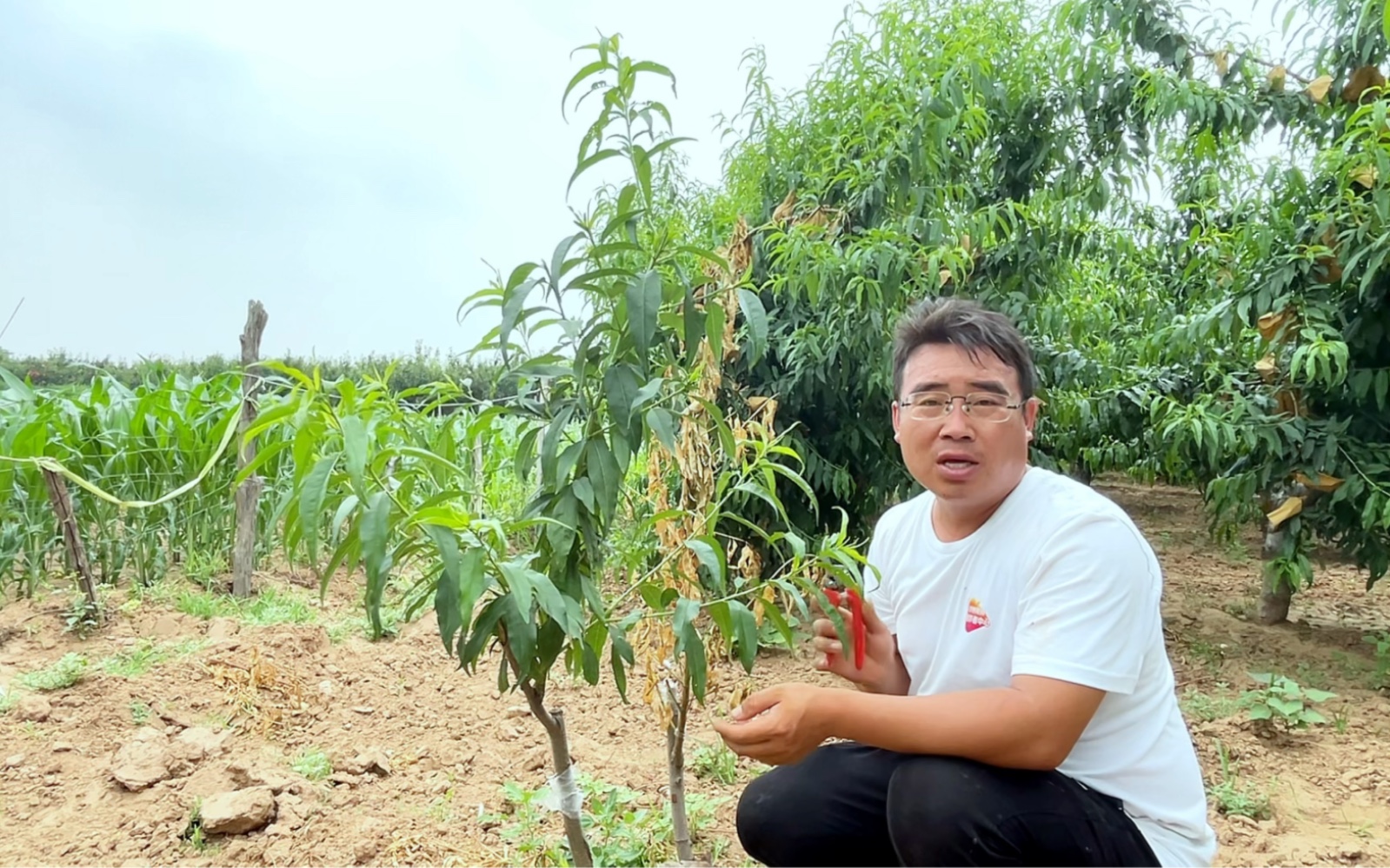 3主枝開心形桃樹,整形修剪,快來了解一下吧