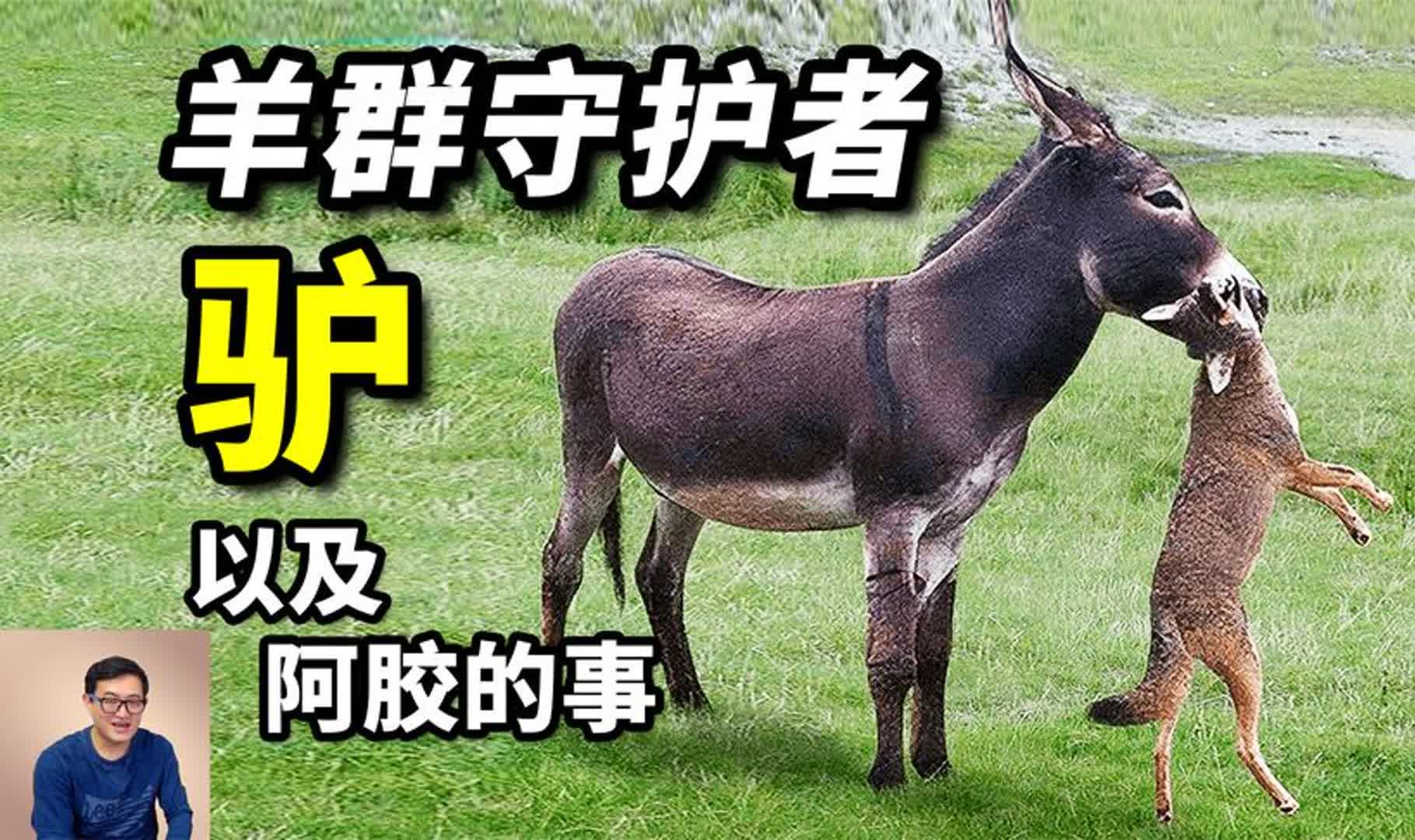 驴:守卫羊群的暴脾气,非洲鬣狗克星!用驴皮做阿胶,问题在哪?