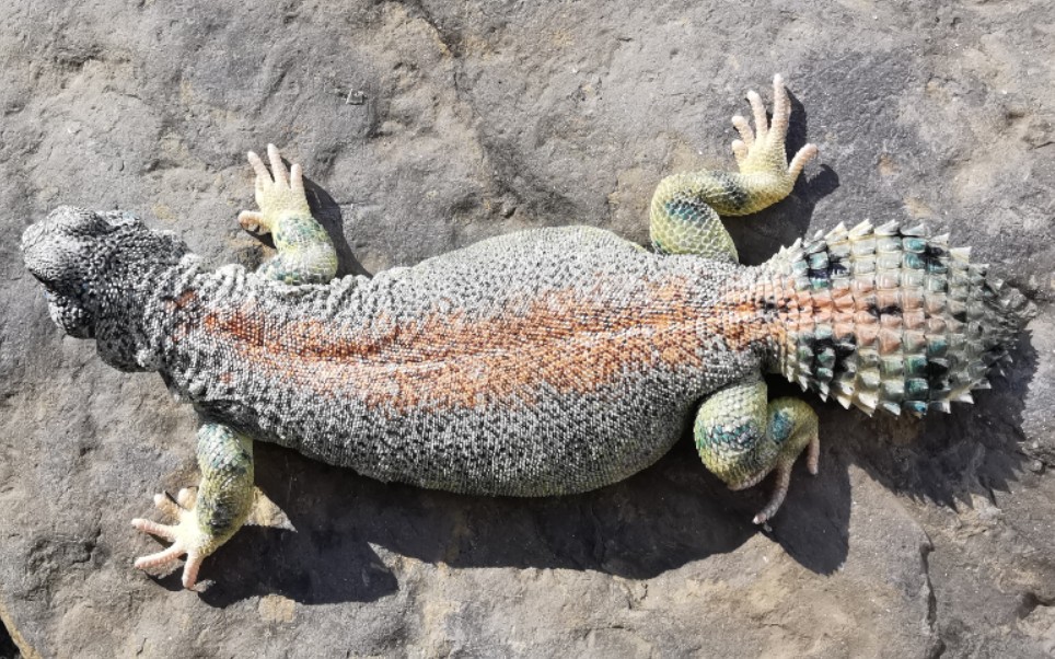 汤玛士王者蜥 晒太阳_哔哩哔哩_bilibili