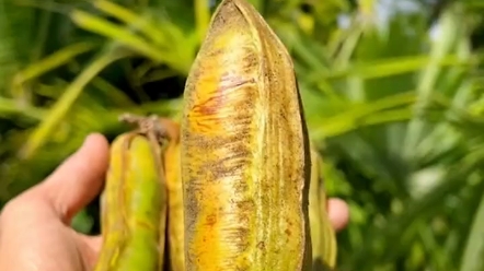 像冰淇淋一样的水果,这印加豆!"印加豆02"科普02"涨知识