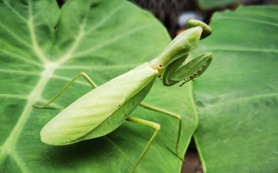 单斑斧螳vs单斑斧螳!狭路相逢稳中求胜_哔哩哔哩_bilibili