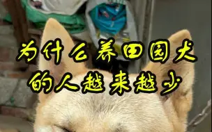 Download Video: 为什么养田园犬的人特别少