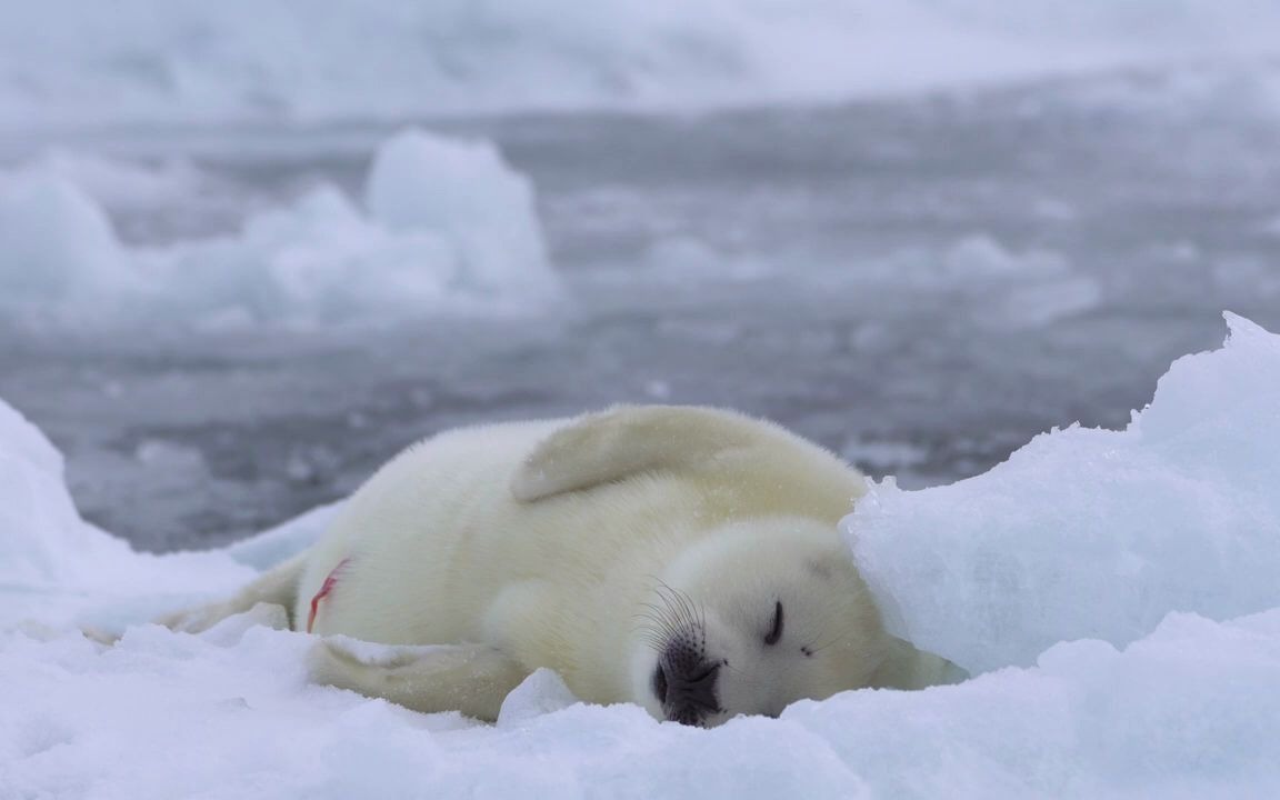 麻麻看小海豹睡觉!