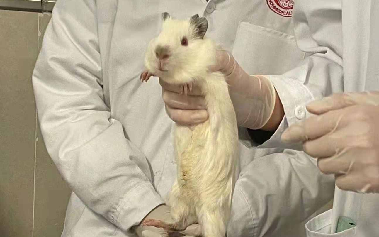 日本豚鼠实验战栗图片