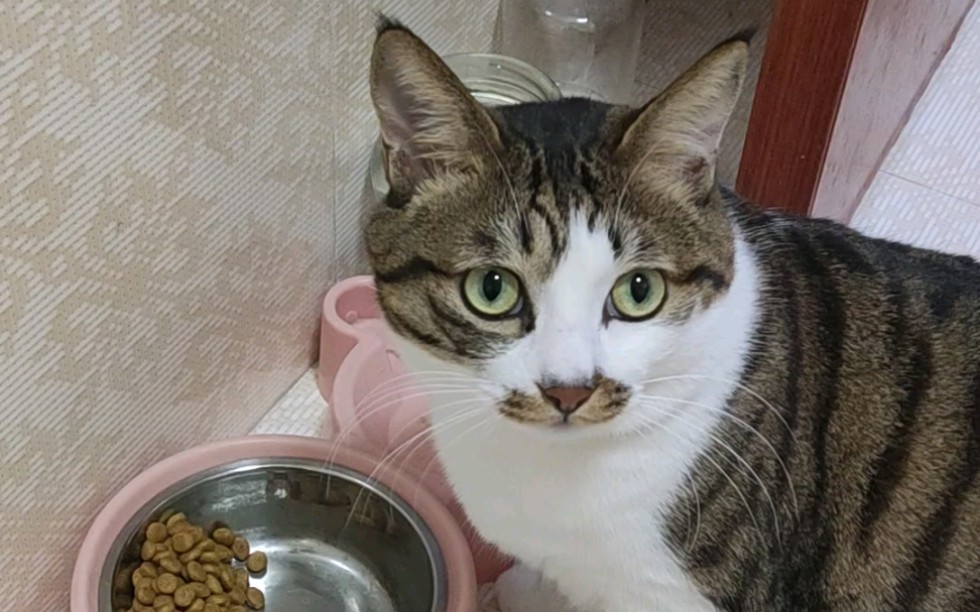 屁股嘴干饭猫上线了