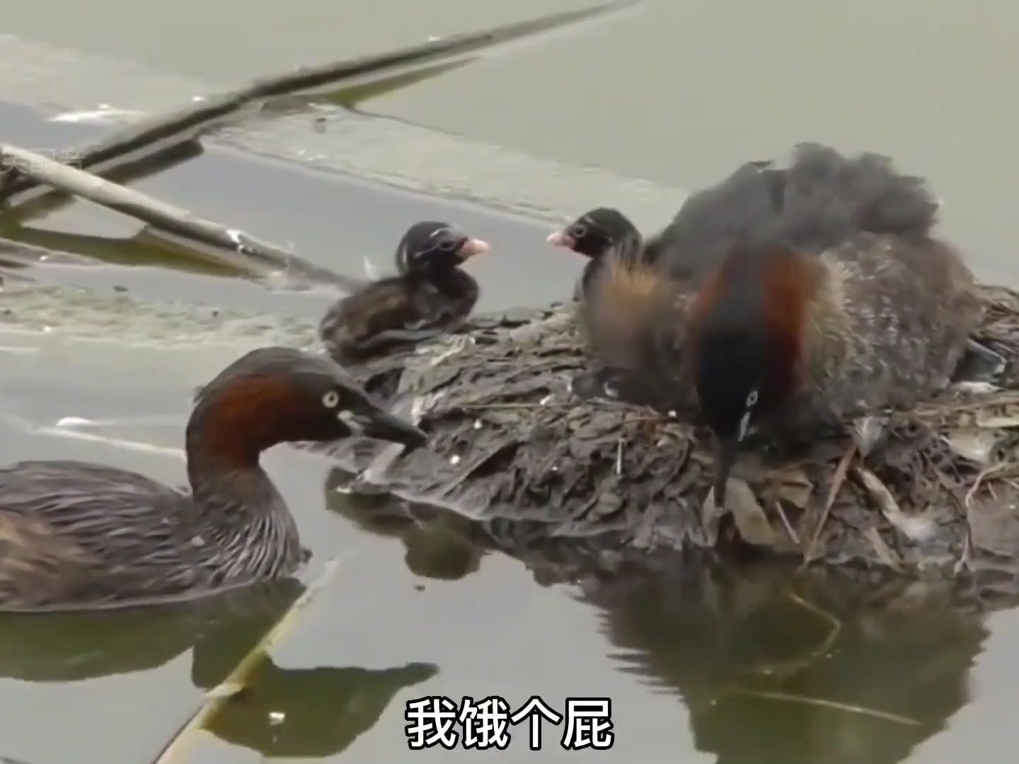 智商不高的鸟爸爸搞笑配音动物搞笑配音