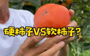 Download Video: 硬柿子VS软柿子，哪个好吃？