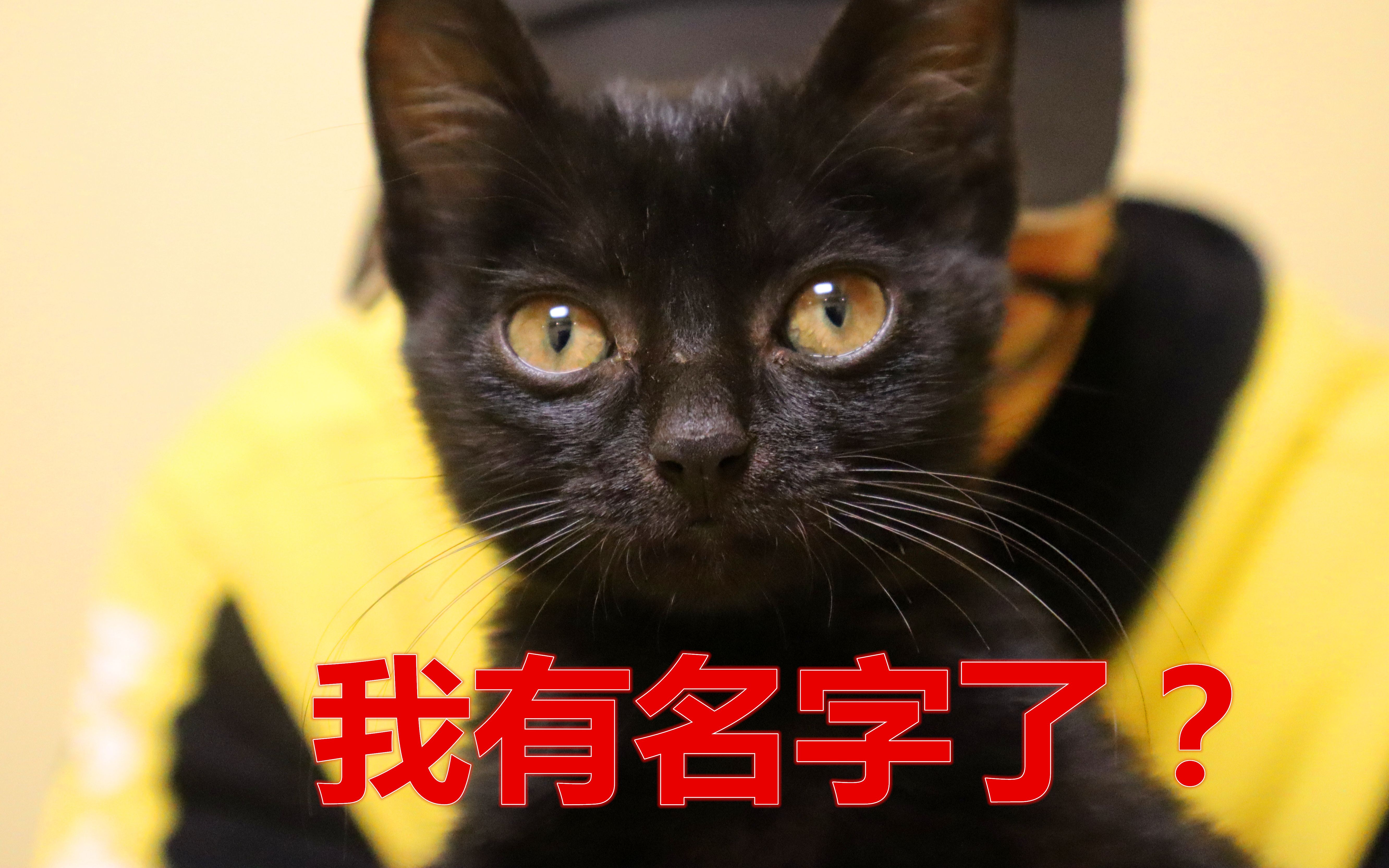 黑猫玩色子给自己起名,铲屎官:一切都是天意哔哩哔哩bilibili