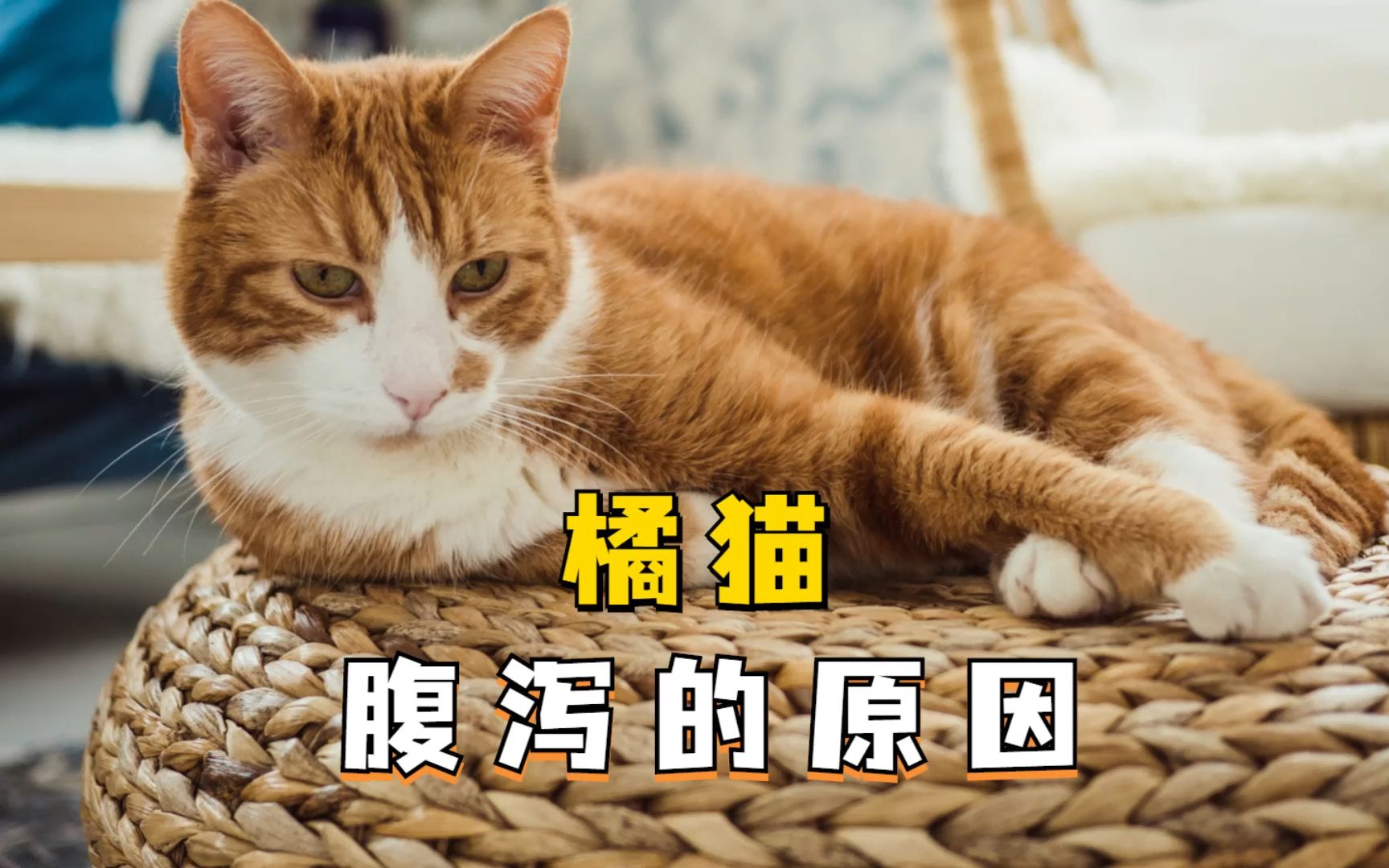 橘猫腹泻的原因,铲屎官要知道!