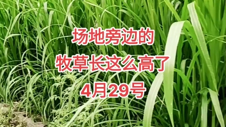 场地旁边的牧草现在长这么高了#高产牧草#牛羊草料#巨菌草