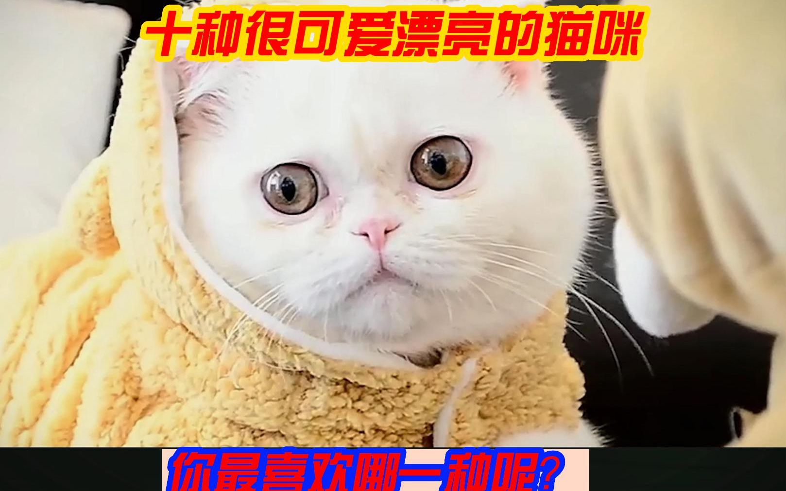 十种漂亮猫咪哔哩哔哩bilibili