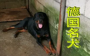 Download Video: 兄弟花3万买回来的名犬，生了50多只狗崽，一年可赚100000块钱